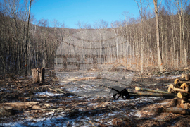 Green Mountain Logging