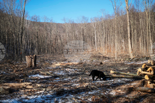 Green Mountain Logging