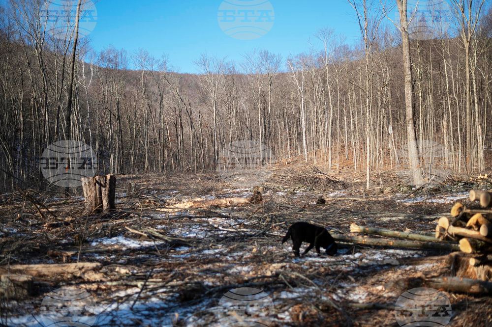 Green Mountain Logging