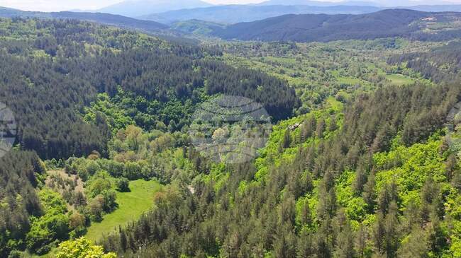 На 21 март се отбелязва Международният ден на горите, България ще го посрещне с увеличен запас, посочват от БКДМП