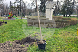 Долни Дъбник - дръвчета - Илия Бешков