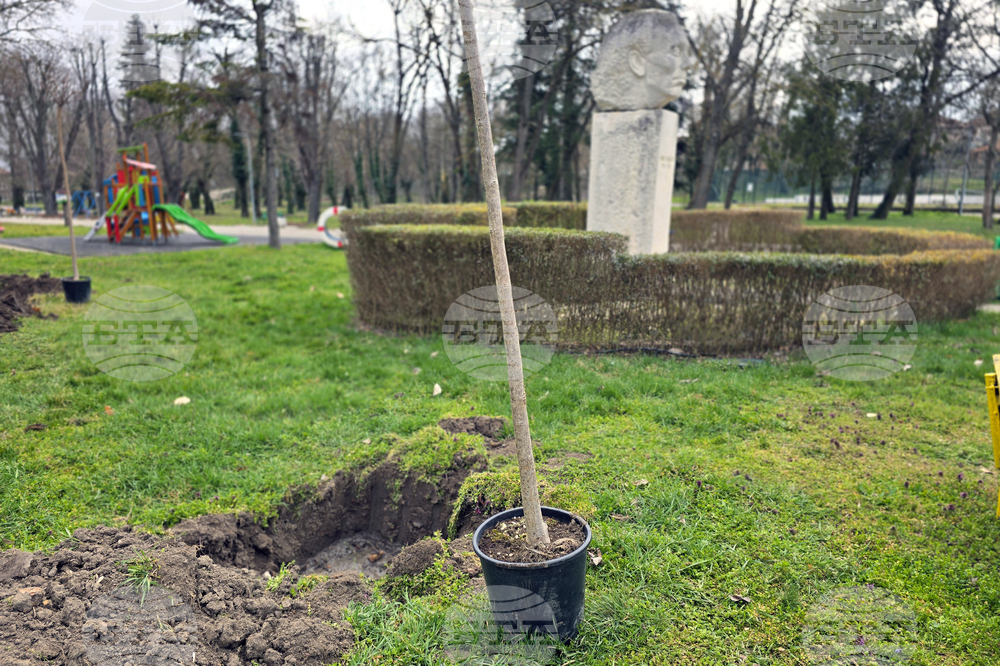 Долни Дъбник - дръвчета - Илия Бешков