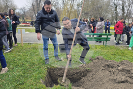 Долни Дъбник - дръвчета - Илия Бешков