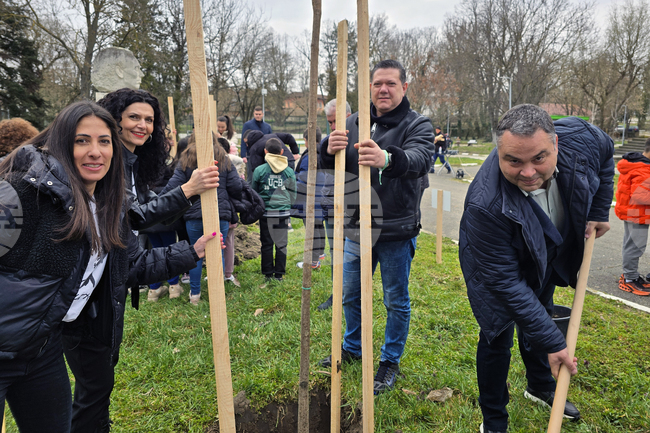 Долни Дъбник - дръвчета - Илия Бешков