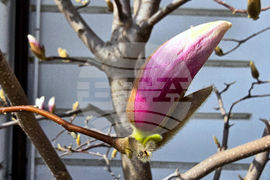 Видин - пролет - магнолия