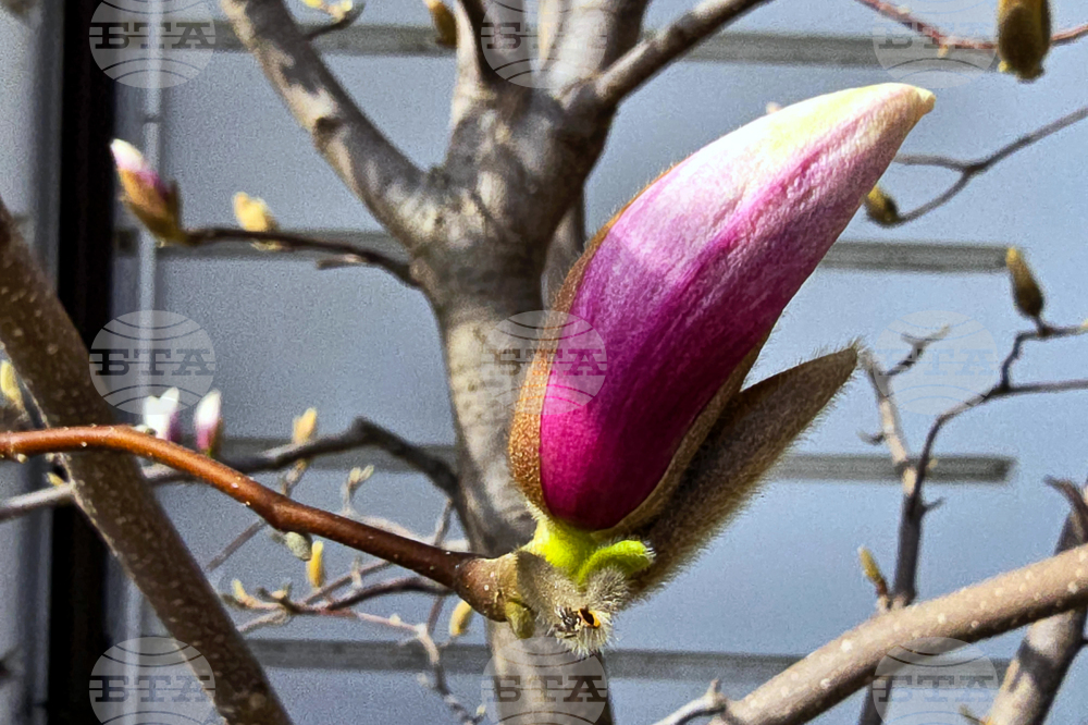 Видин - пролет - магнолия