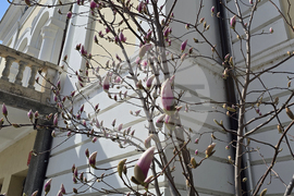 Видин - пролет - магнолия