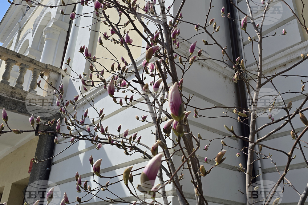 Видин - пролет - магнолия