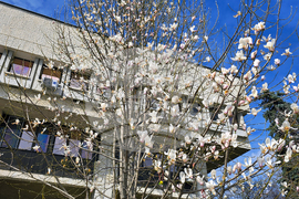 Видин - пролет - магнолия