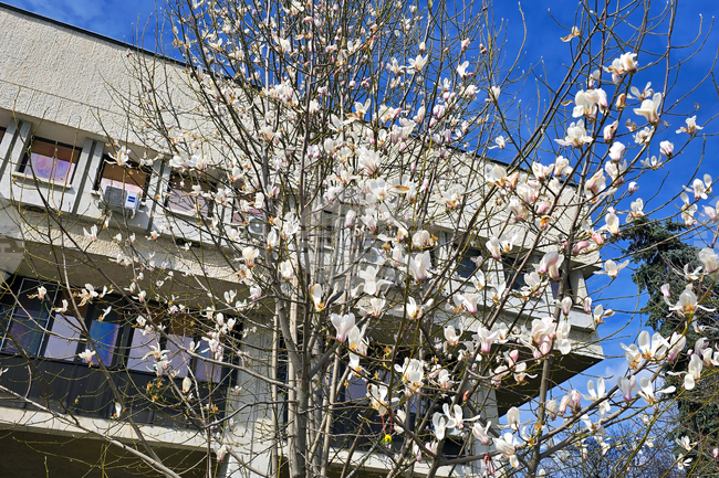 Видин - пролет - магнолия