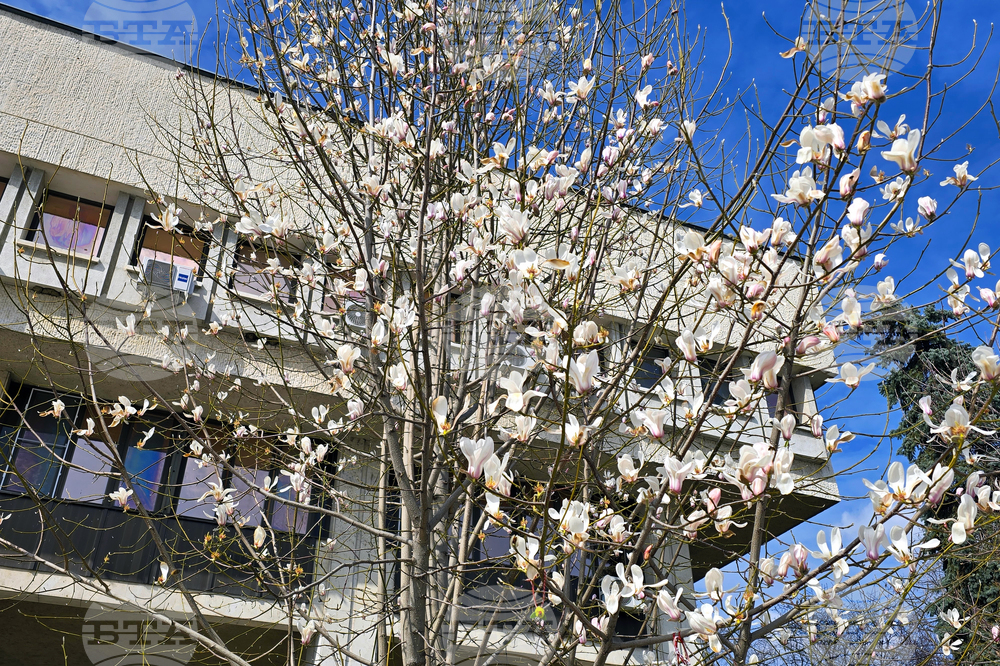 Видин - пролет - магнолия