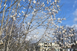 Видин - пролет - магнолия