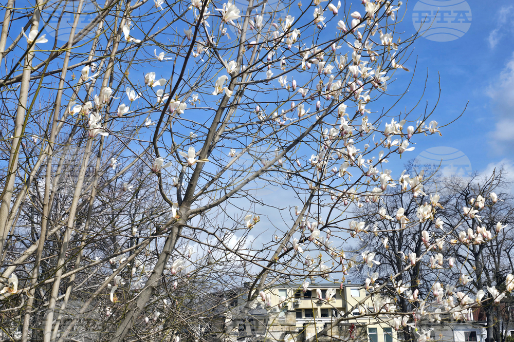 Видин - пролет - магнолия