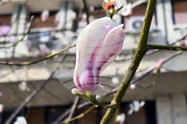 Видин - пролет - магнолия