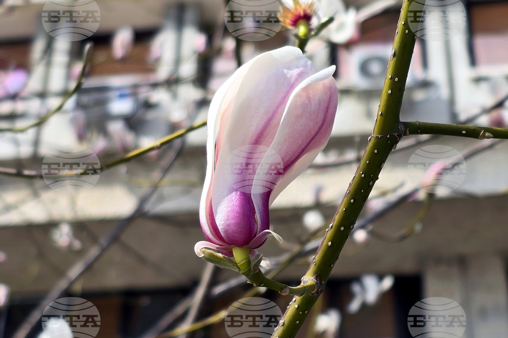 Видин - пролет - магнолия