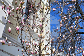 Видин - пролет - магнолия