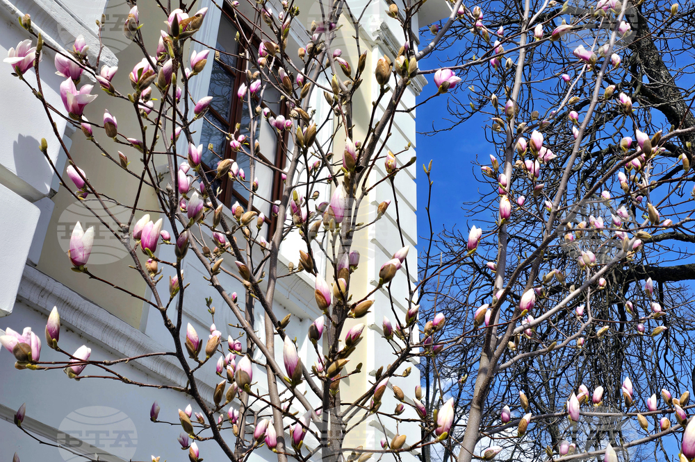 Видин - пролет - магнолия