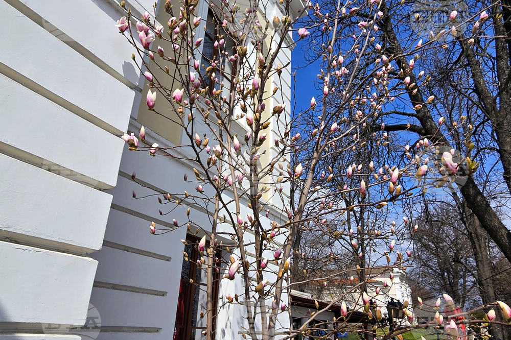 Видин - пролет - магнолия