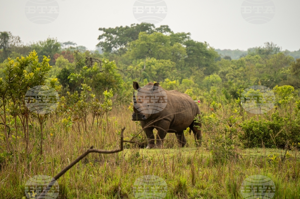 Uganda Rhino Translocation