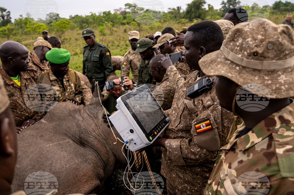Uganda Rhino Translocation