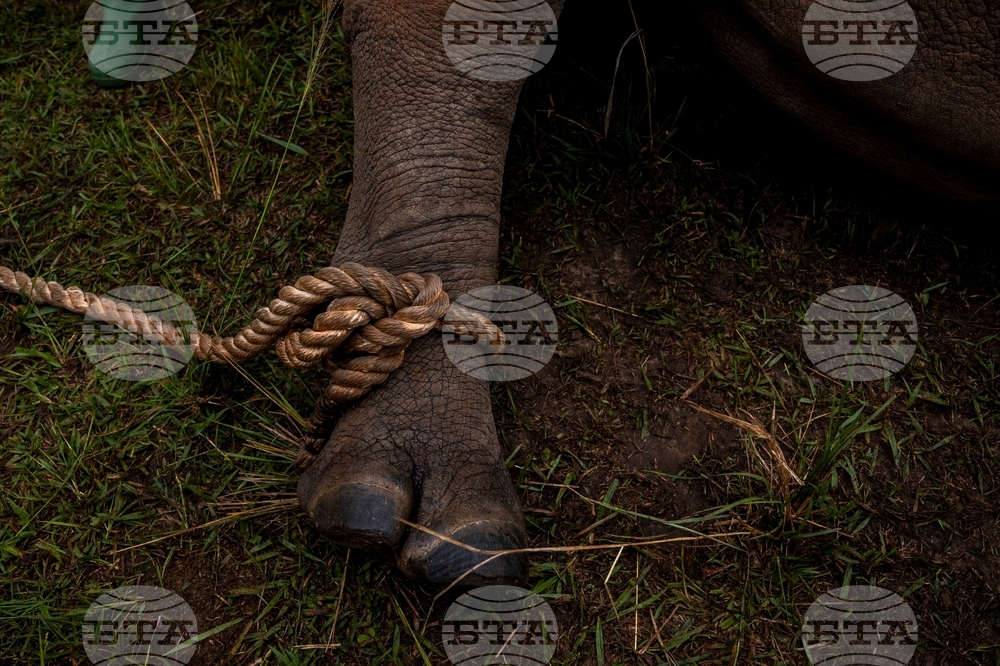 Uganda Rhino Translocation