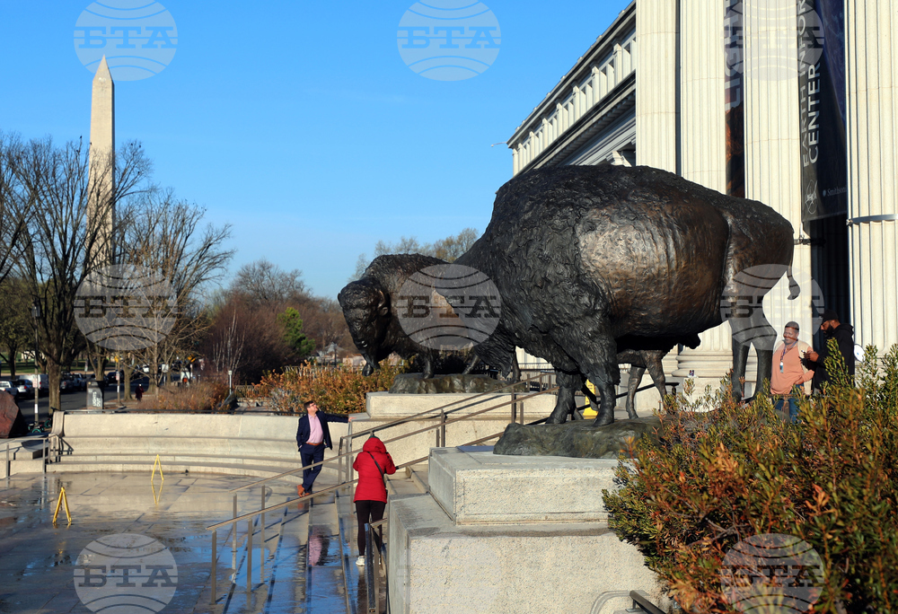 America 250 Bison Statues