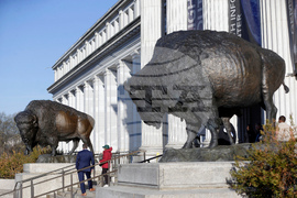 America 250 Bison Statues