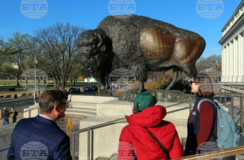 America 250 Bison Statues