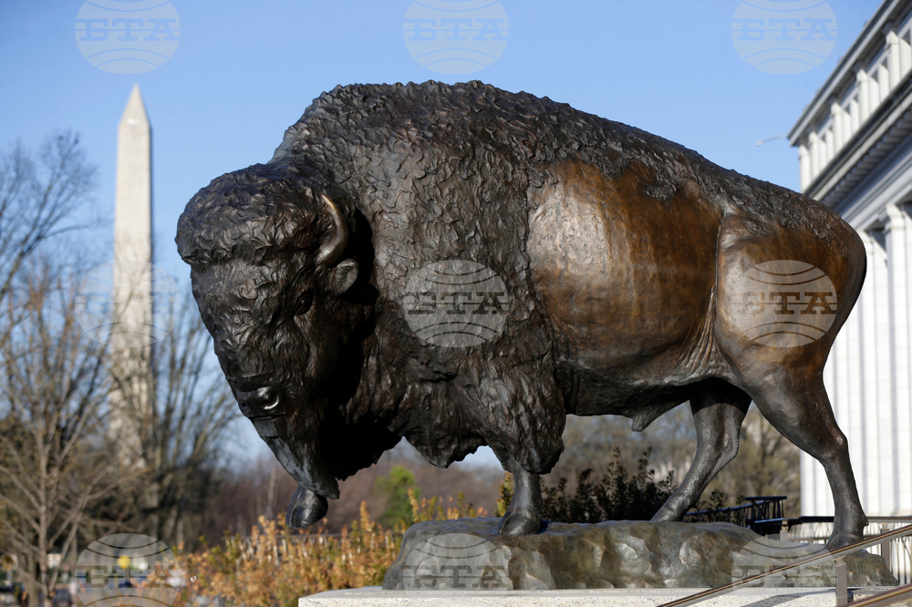 America 250 Bison Statues