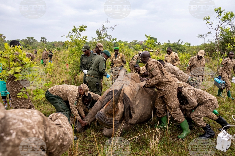 Uganda Rhino Translocation
