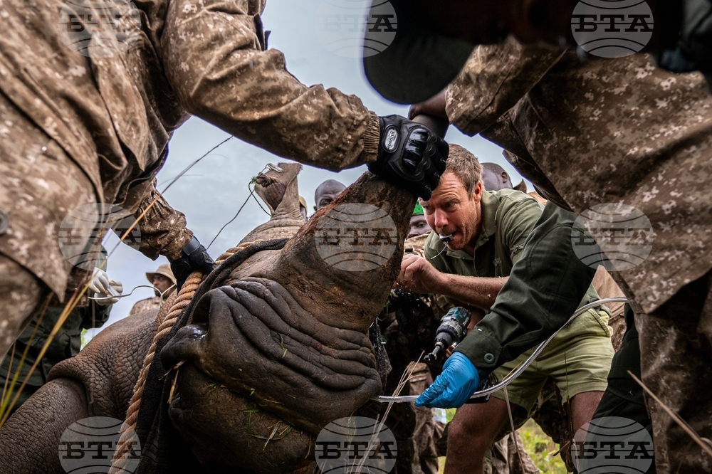 Uganda Rhino Translocation