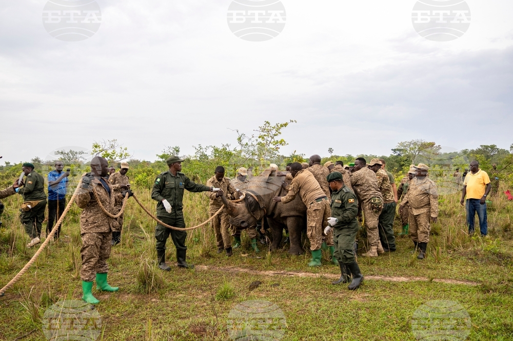 Uganda Rhino Translocation