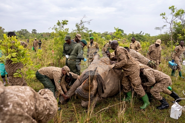 APTOPIX Uganda Rhino Translocation