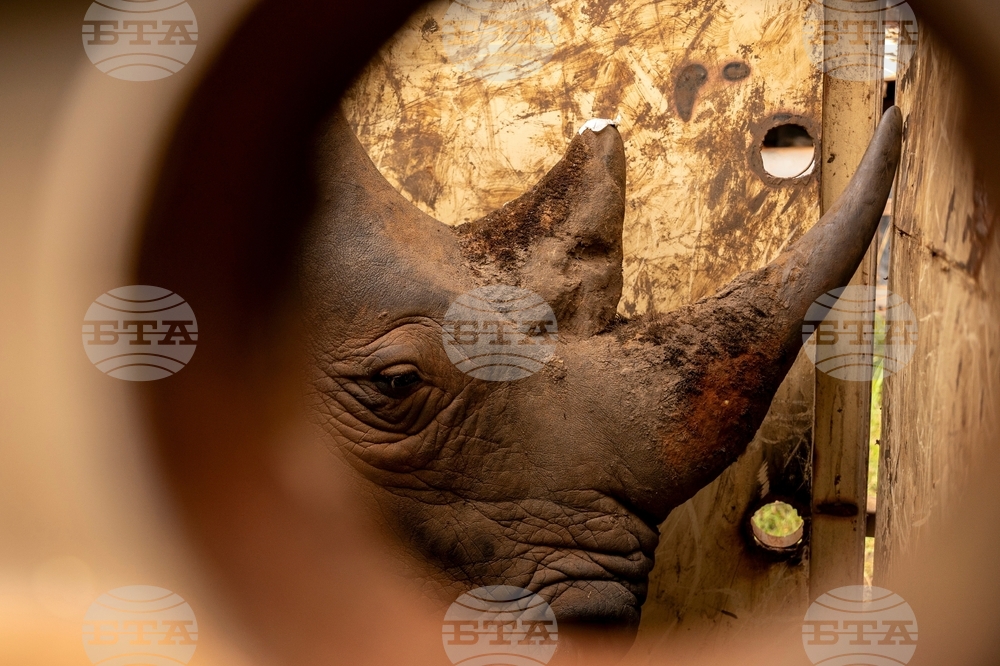 APTOPIX Uganda Rhino Translocation