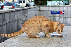 Котка - метростанция