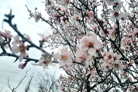 Търговище - бадеми - цъфтеж