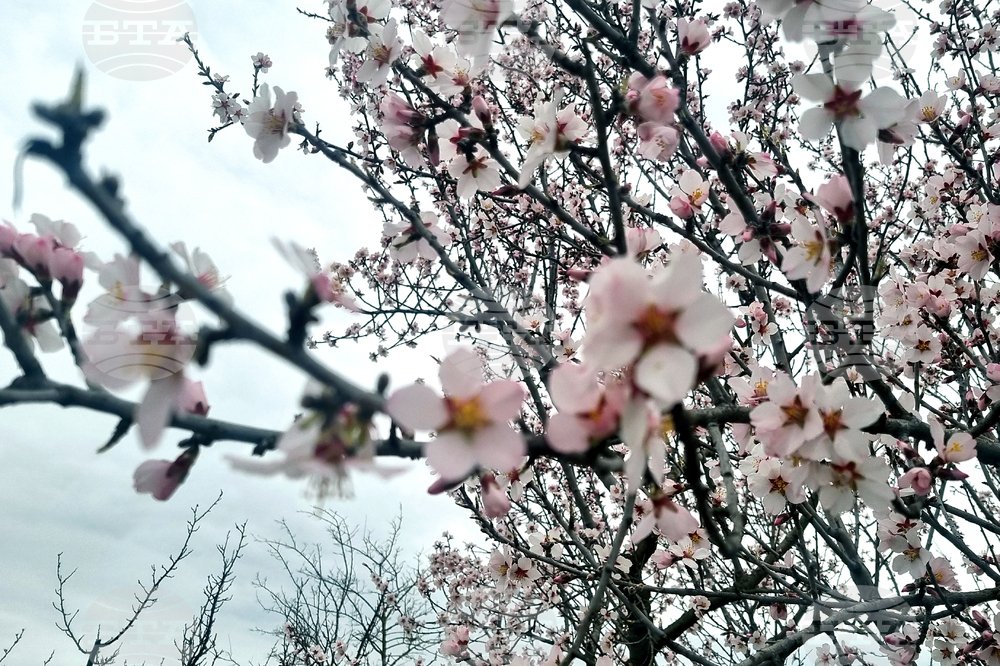 Търговище - бадеми - цъфтеж