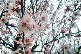Търговище - бадеми - цъфтеж
