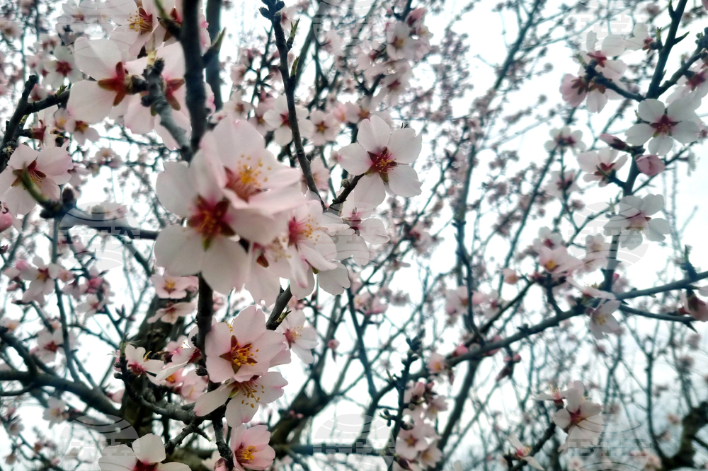 Търговище - бадеми - цъфтеж