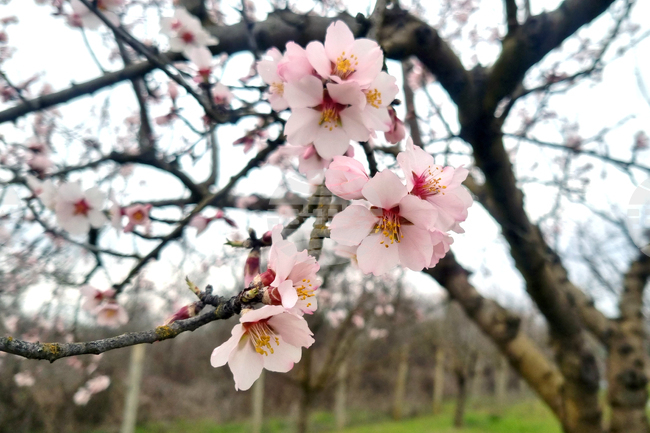  Търговище - бадеми - цъфтеж
