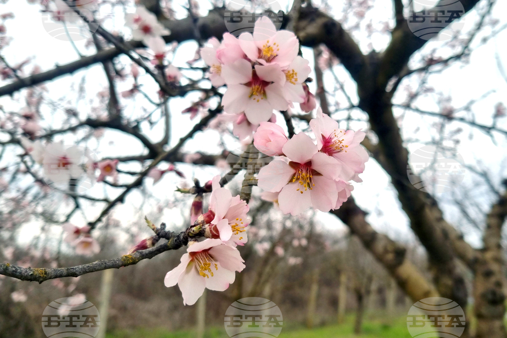 Търговище - бадеми - цъфтеж