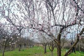 Търговище - бадеми - цъфтеж