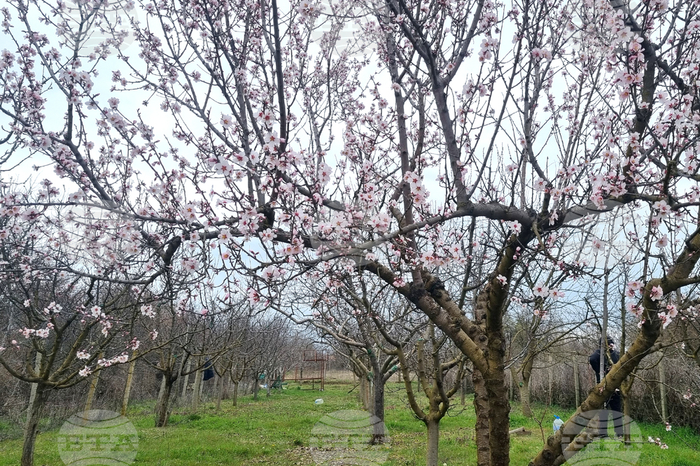 Търговище - бадеми - цъфтеж