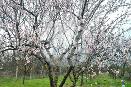 Търговище - бадеми - цъфтеж