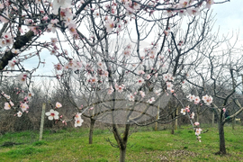 Търговище - бадеми - цъфтеж