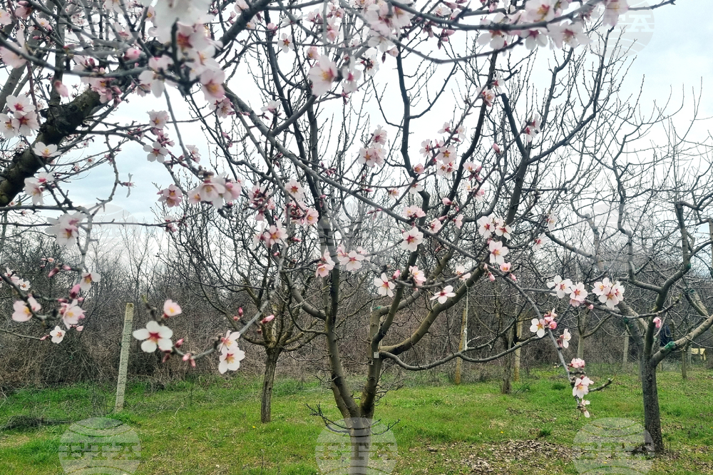 Търговище - бадеми - цъфтеж