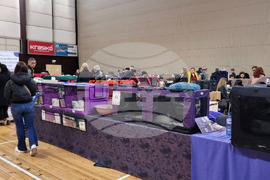 Варна - котки - изложба