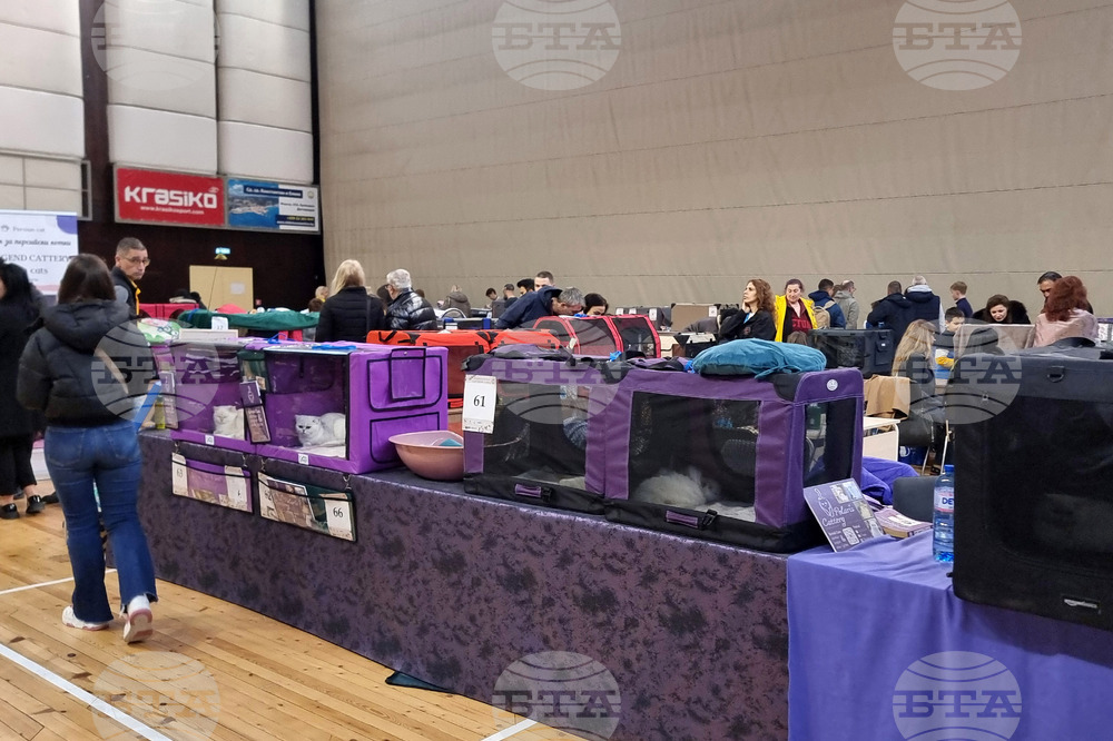 Варна - котки - изложба