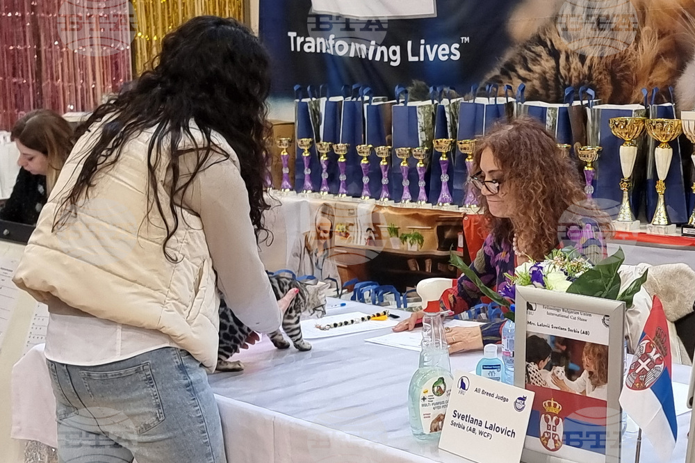 Варна - котки - изложба