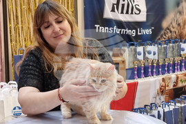 Варна - котки - изложба